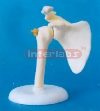 LITTLE SHOULDER JOINT MODEL